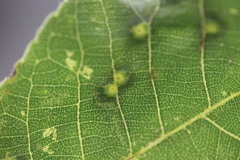 Caryomyia holotricha