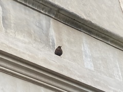 Turdus merula