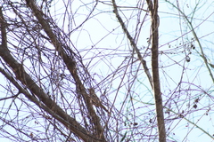 Saltator grandis