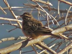 Emberiza tahapisi nivenorum