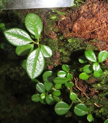 Peperomia retusa