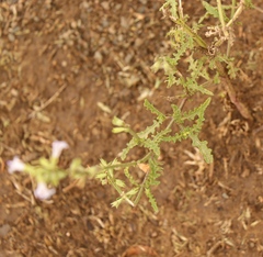 Salvia stenophylla