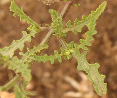 Salvia stenophylla