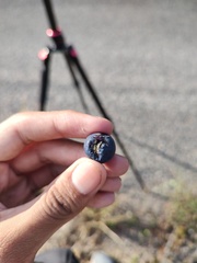 Passiflora obtusifolia