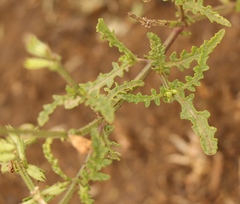 Salvia stenophylla
