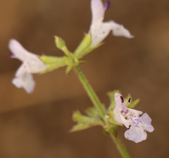 Salvia stenophylla