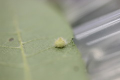 Caryomyia holotricha