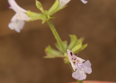 Salvia stenophylla