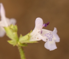 Salvia stenophylla
