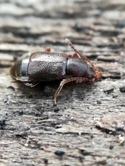 Lesteva punctata