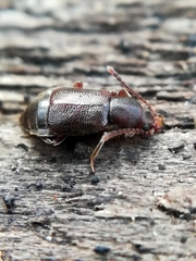 Lesteva punctata