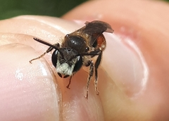 Andrena labiata