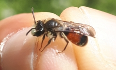 Andrena labiata