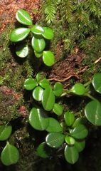 Peperomia retusa