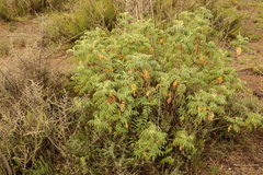 Melianthus comosus