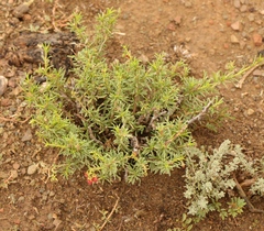 Hermannia linearifolia