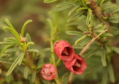 Hermannia linearifolia