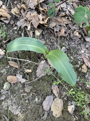 Platanthera elongata