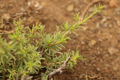 Hermannia linearifolia
