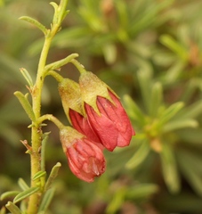 Hermannia linearifolia