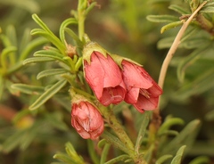 Hermannia linearifolia