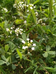 Capsella grandiflora