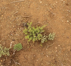 Hermannia linearifolia
