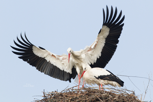 Hvid Stork — foto 3