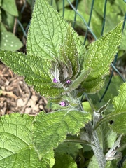Pentaglottis sempervirens