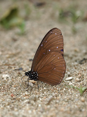 Euploea mulciber