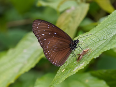 Euploea mulciber