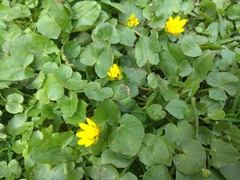 Ficaria verna