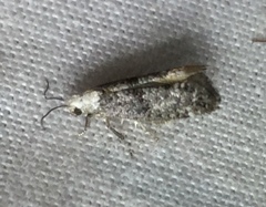 Swammerdamia pyrella