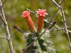 Borzicactus fieldianus
