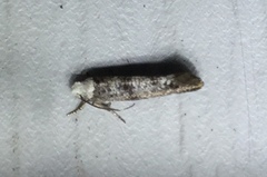 Swammerdamia pyrella