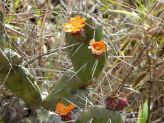 Opuntia quitensis