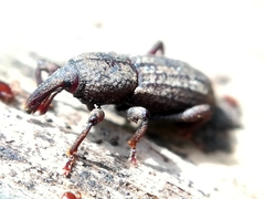 Mitoplinthus caliginosus