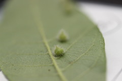 Caryomyia holotricha