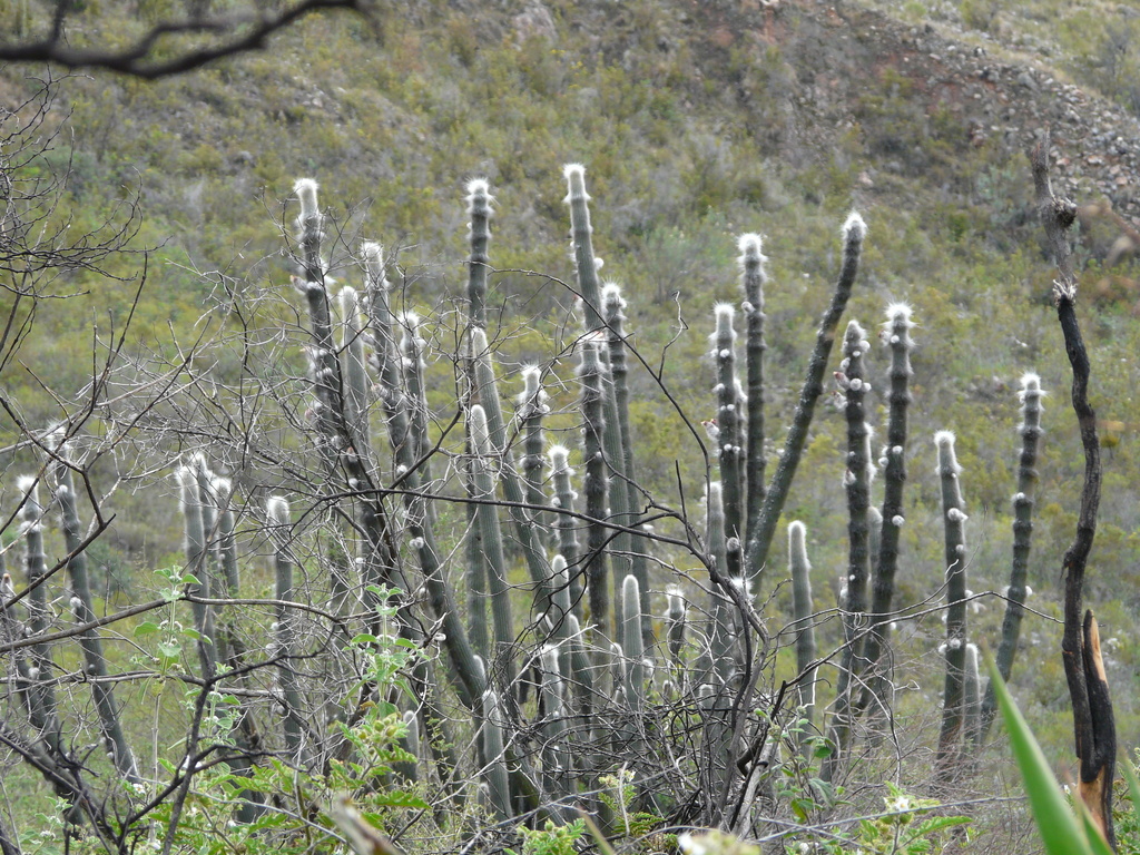 Espostoa senilis