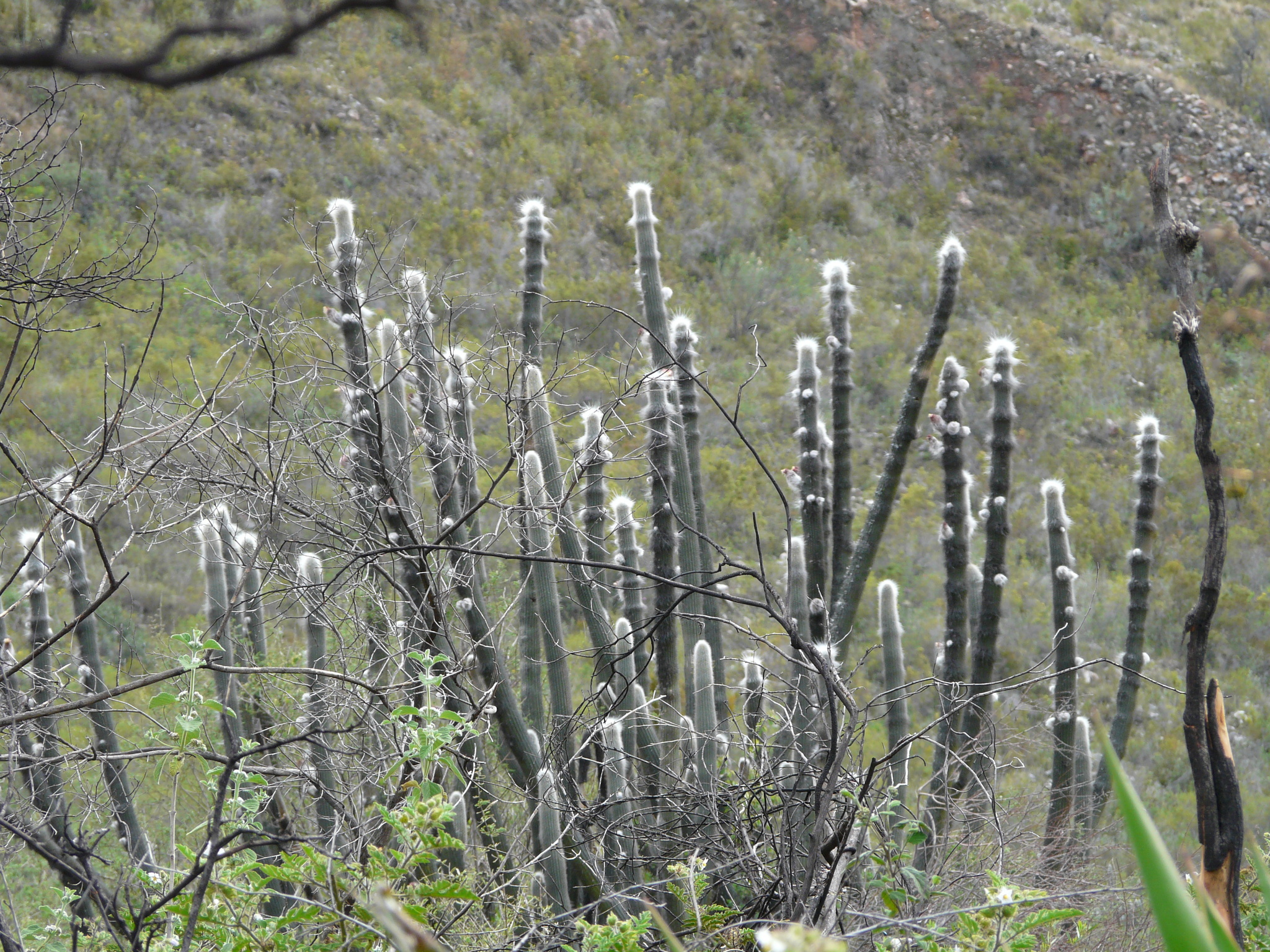 Espostoa senilis