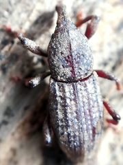 Mitoplinthus caliginosus