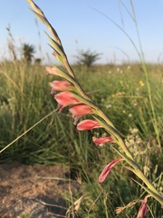 Gladiolus crassifolius