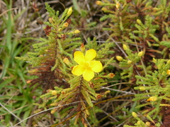 Hypericum laricifolium