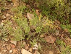 Helichrysum hamulosum