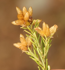 Helichrysum hamulosum