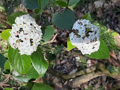 Viburnum × burkwoodii