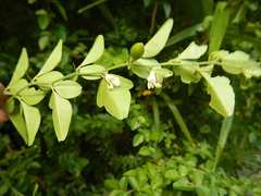 Triphasia trifolia