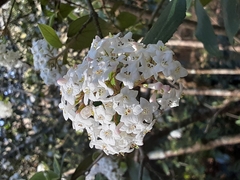 Viburnum × burkwoodii