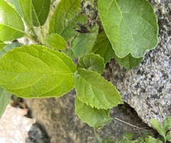 Magnoliopsida