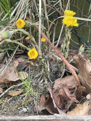 Tussilago farfara